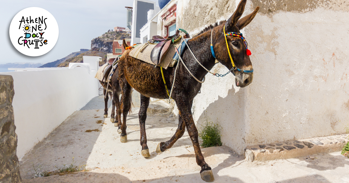 The donkeys of the Saronic Gulf | One Day Cruise