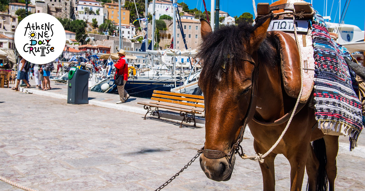 Hydra – Destination without "traffic" | One Day Cruise